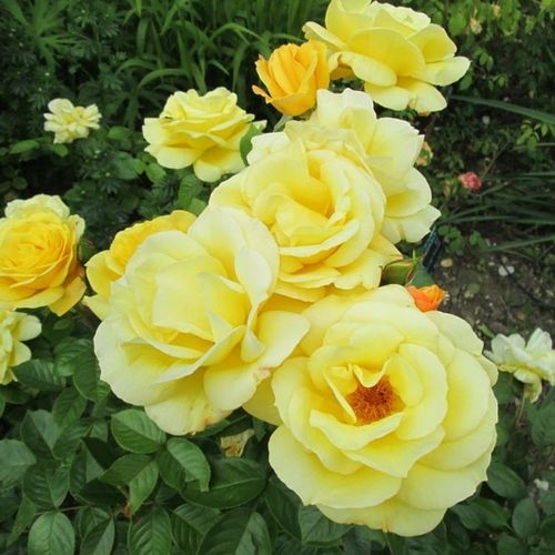 Zlato žlutá - Stromkové růže, květy kvetou ve skupinkách - stromková růže s keřovitým tvarem koruny
